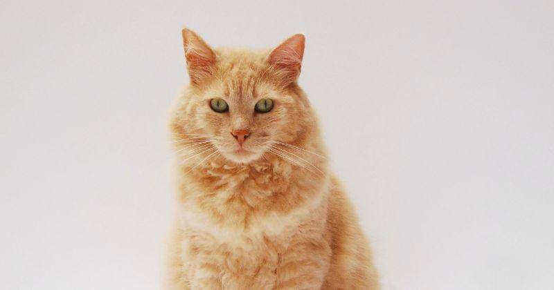 Pexels/Diana-huggins-198168