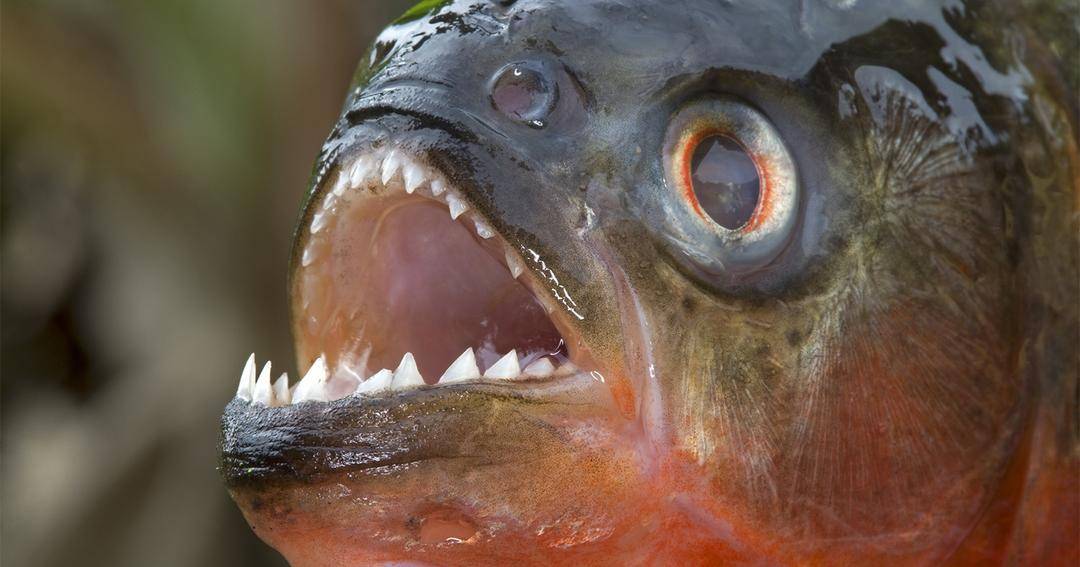 animals.howstuffworks.com