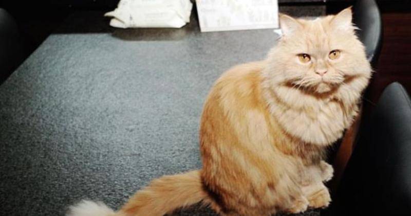 Instagram.com/realllllmino