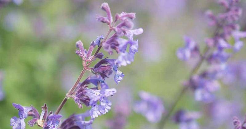 homestratosphere.com