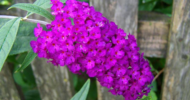 Pixabay/ArmbrustAnna