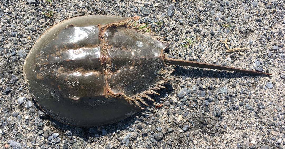 Commons.wikimedia.org