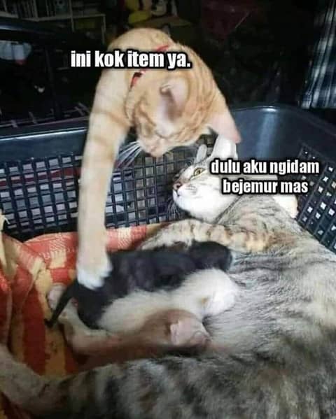 25 Foto Kucing Meme Lucu, Ekspresif dan Gemas Banget | Popmama.com