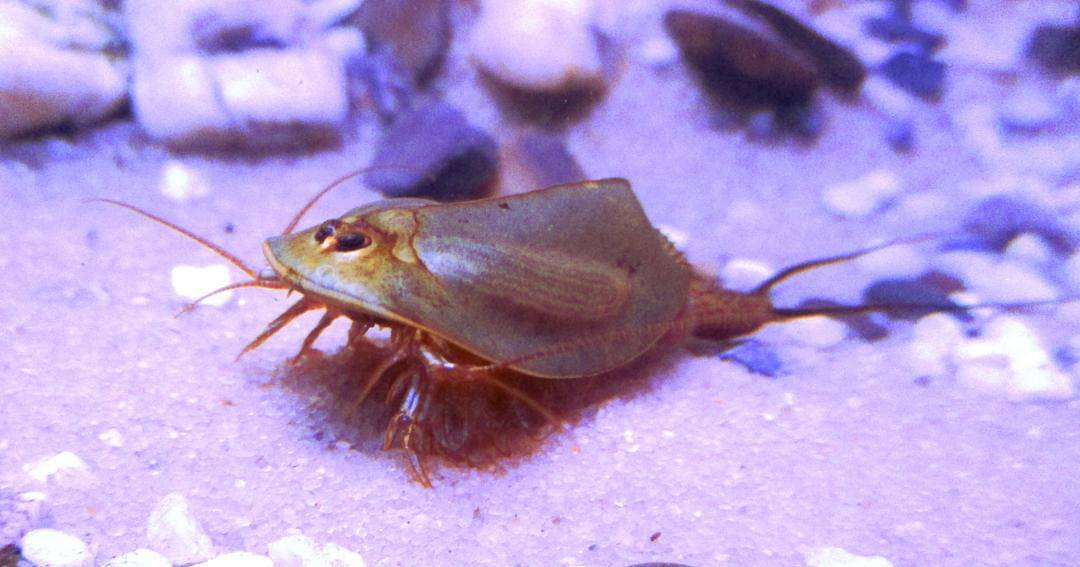 Commons.wikimedia.org