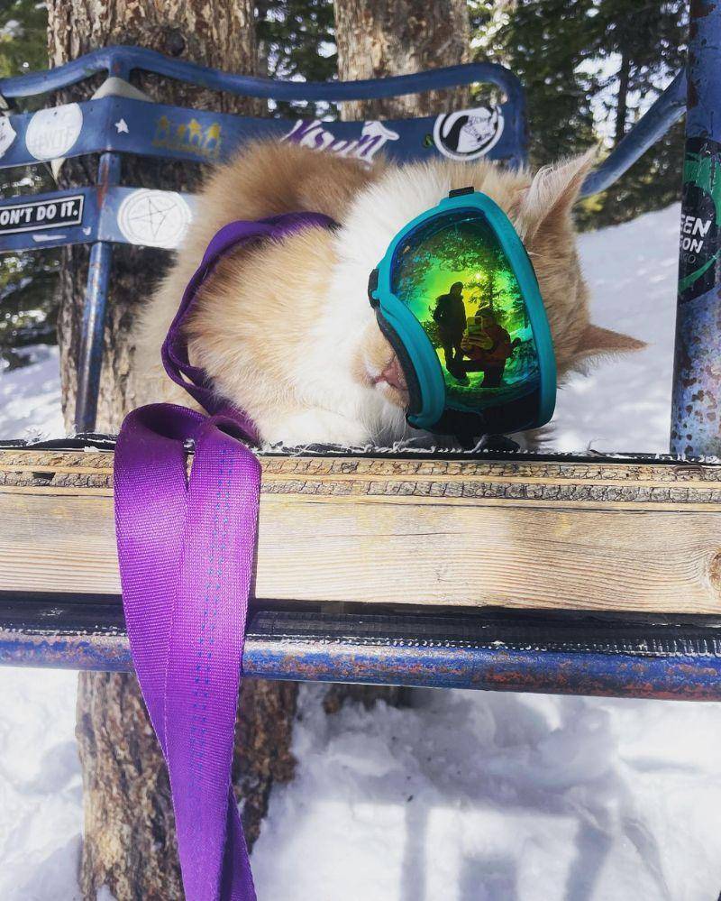 Instagram.com/meow_taineer