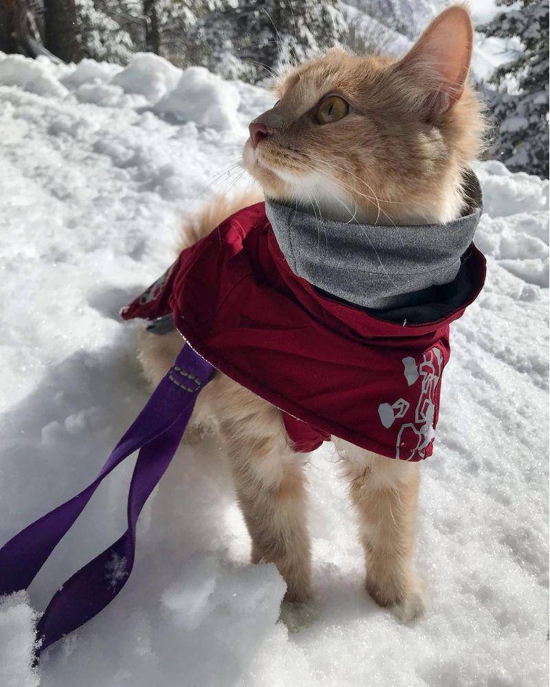 Instagram.com/meow_taineer