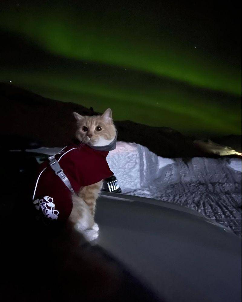 Instagram.com/meow_taineer