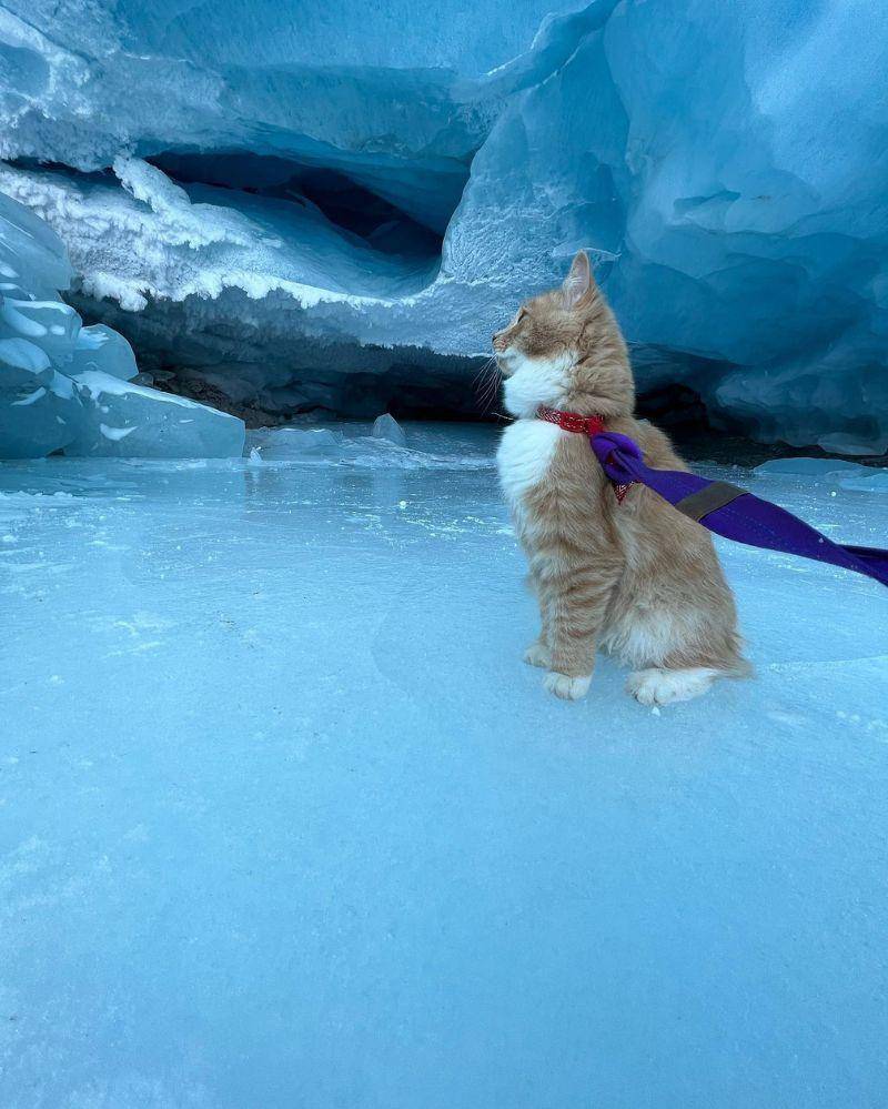 Instagram.com/meow_taineer