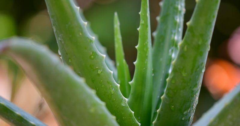 unsplash.com/@pisauikan