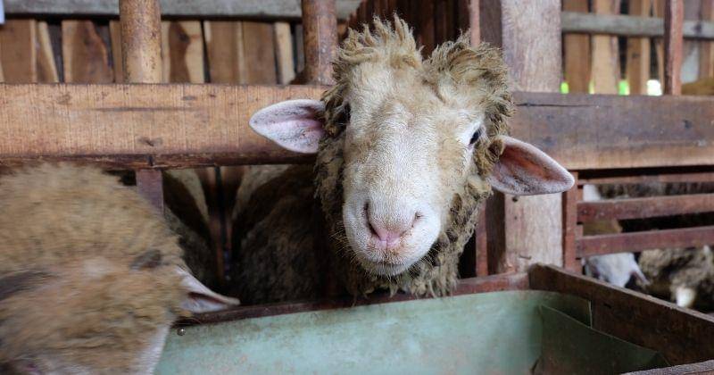 unsplash.com/@qammafarm