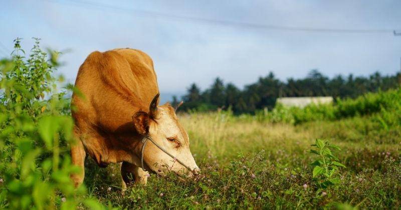 unsplash.com/@taliwang_mengaji