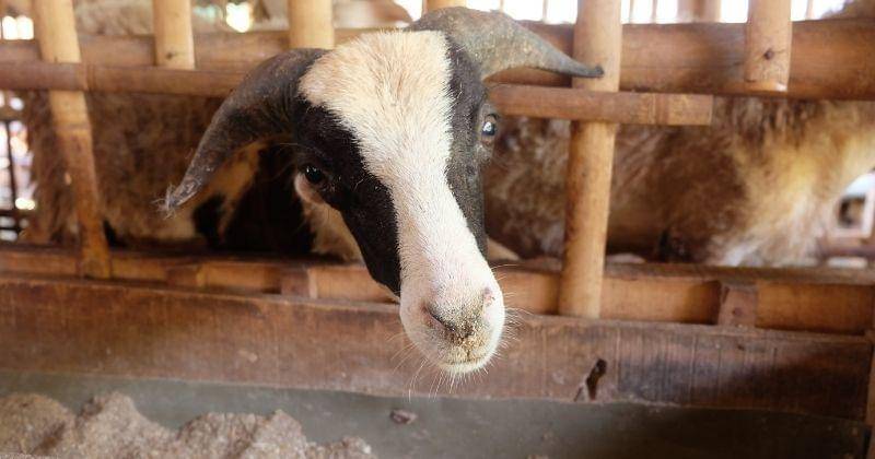 unsplash.com/@qammafarm