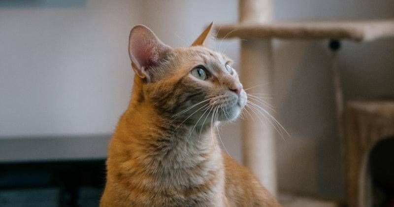 Pexels/giovannigarnica