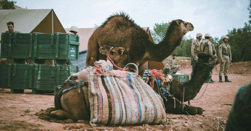 Pexels/nicolaspostiglioni