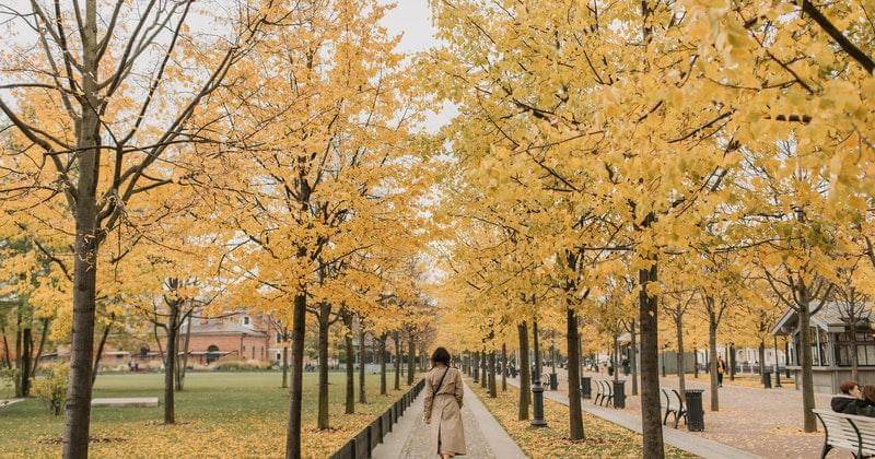 Pexels/vladakarpovich