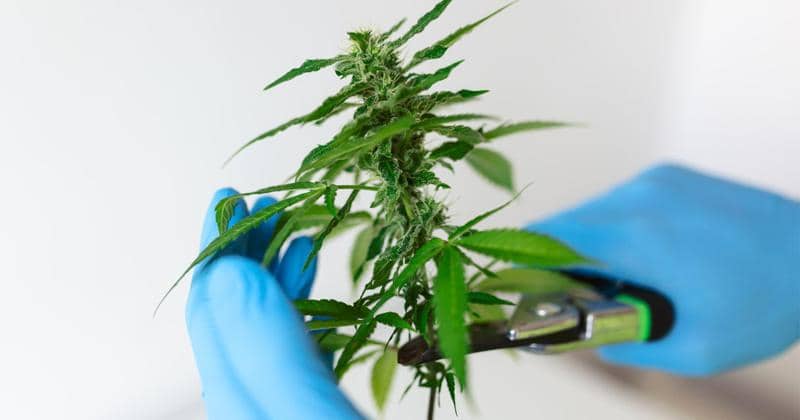 Seorang Mama Divonis 5 Tahun Penjara Akibat Paket Ganja Anaknya