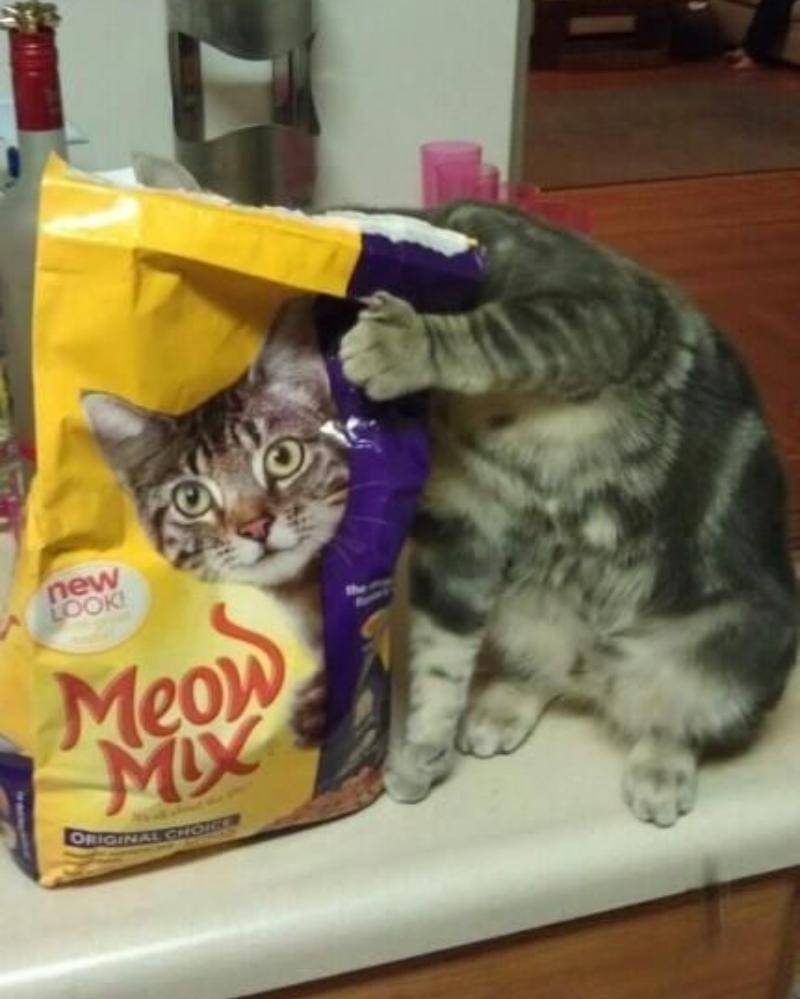 Twitter.com/catpic_album