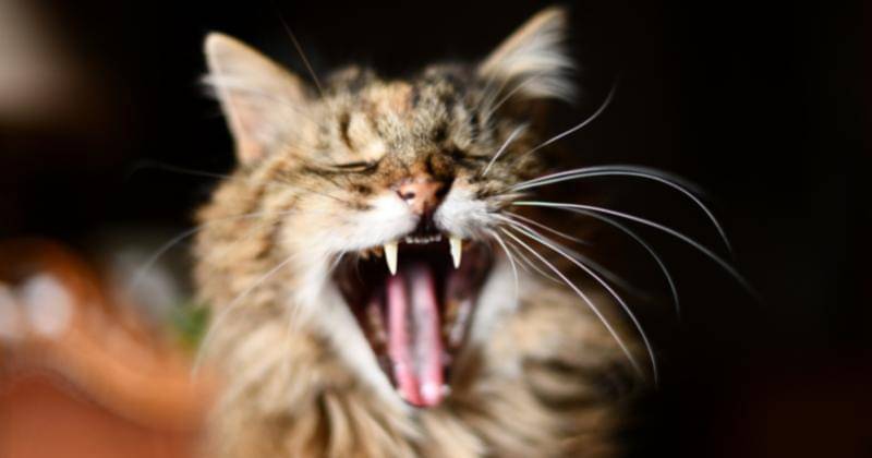 Pexels/Marie Lemaistre