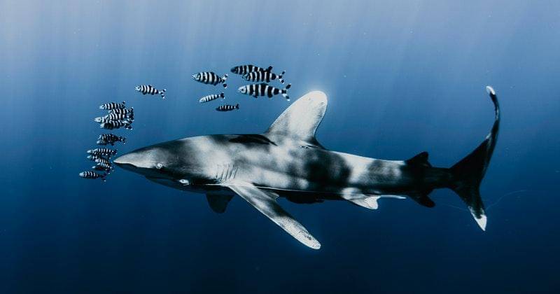 Pexels/danieltorobekov