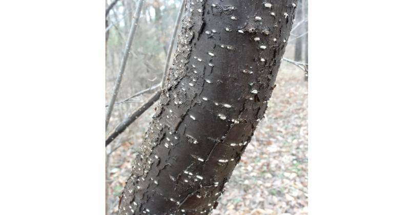 Twitter.com/cincynature