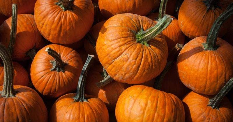 Pexels/markstebnicki