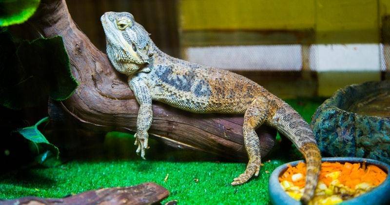 Pexels/dmitrysidorov