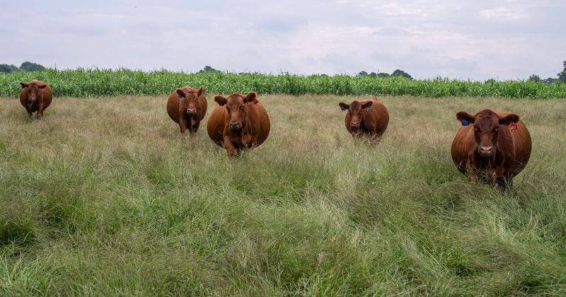 Pexels/markstebnicki