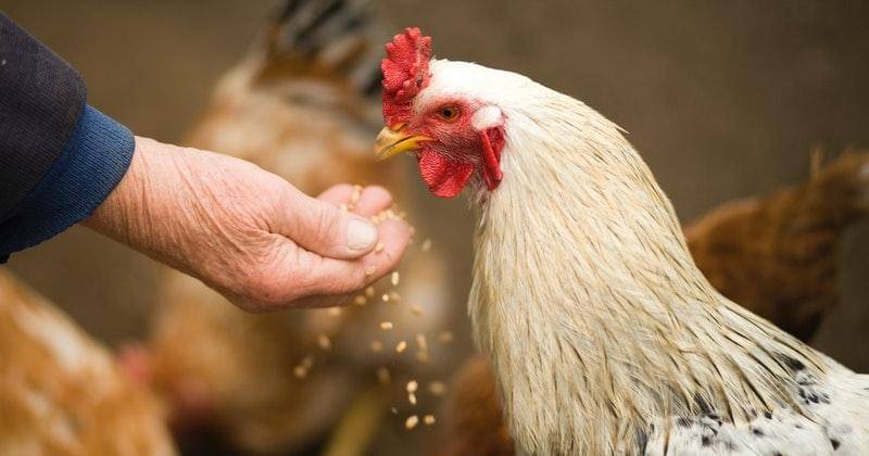 Pexels/oleksandrpidvalnyi