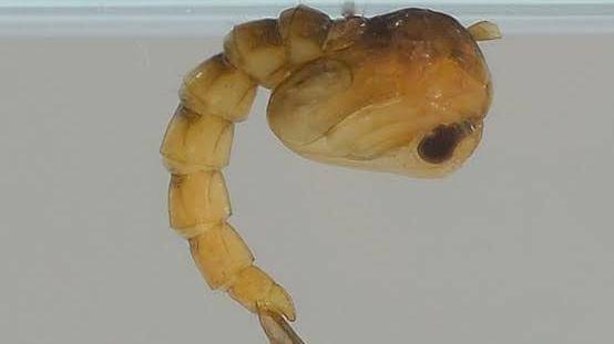 plymouthmosquito.org