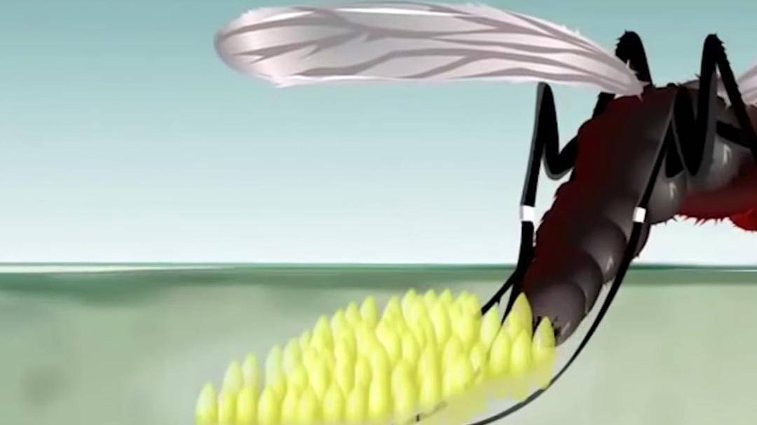 Youtube/Halo Edukasi