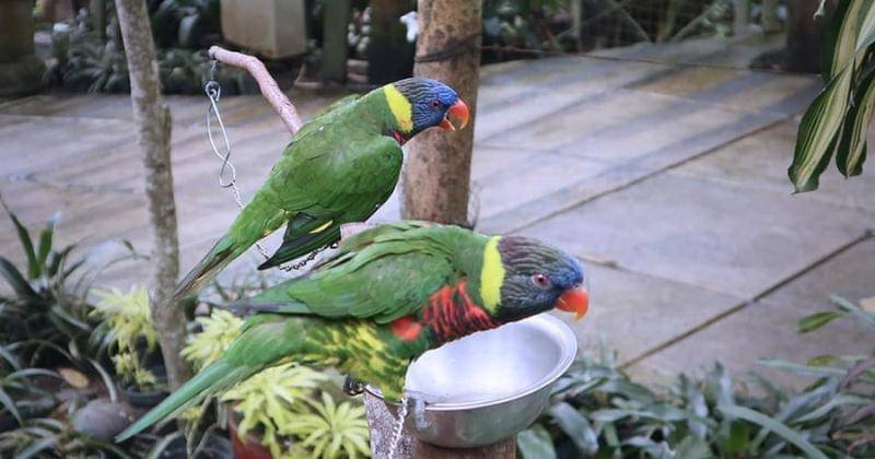 Instagram.com/birdbromeliapavilion