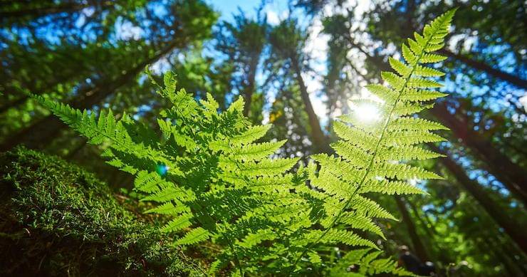 Freepik/oleksandrryzhkov