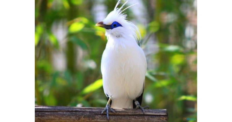 Pinterest.com/burungnya