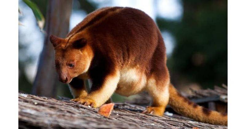 Pinterest.com/buzzfeed