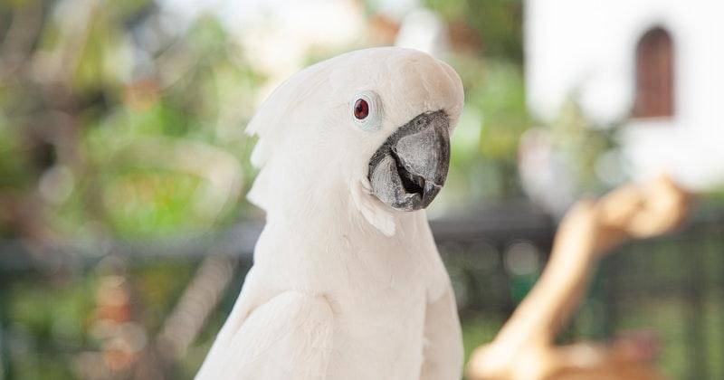 Pexels/archibaldmarajas