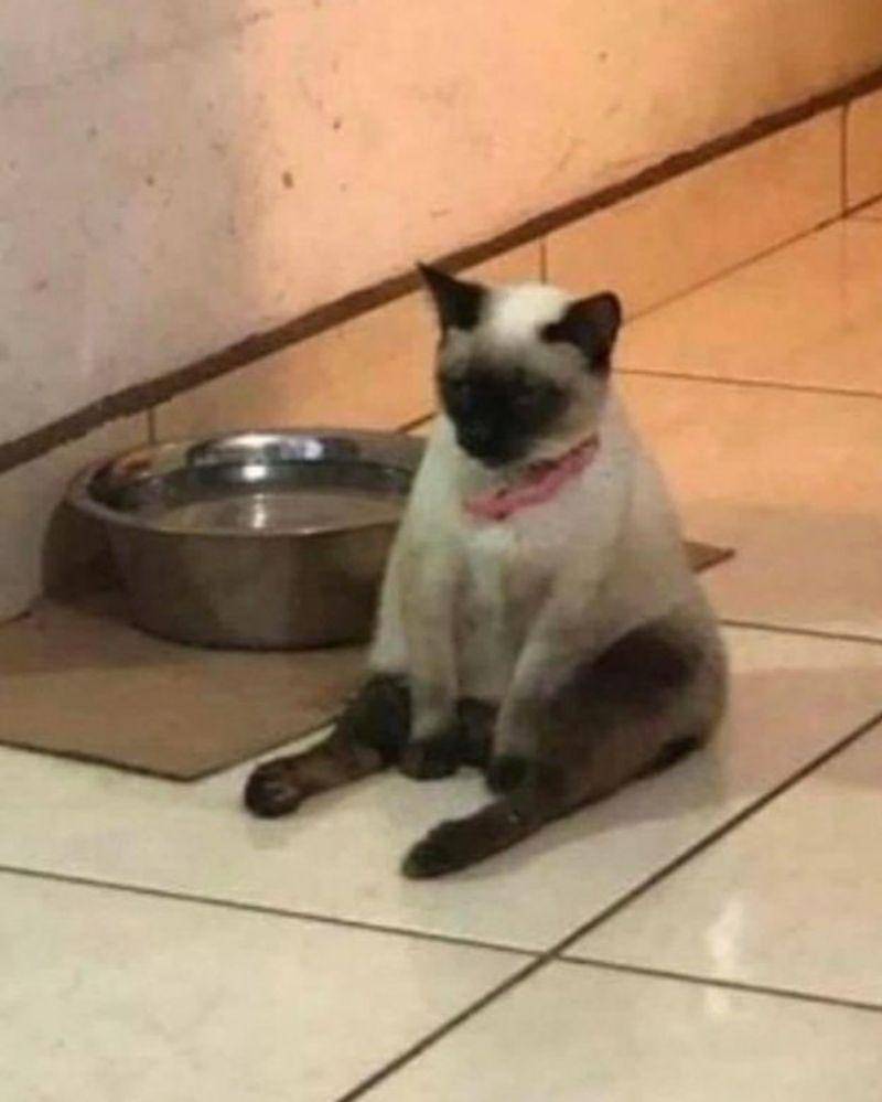 Instagram.com/cat_virus.exe