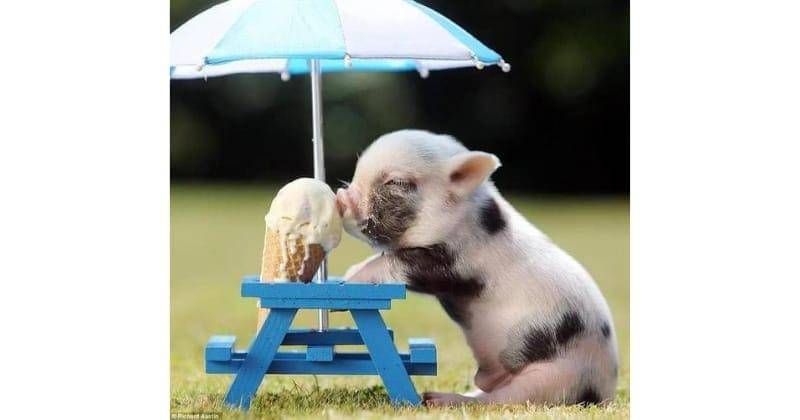 Pinterest.com/buzzfeed