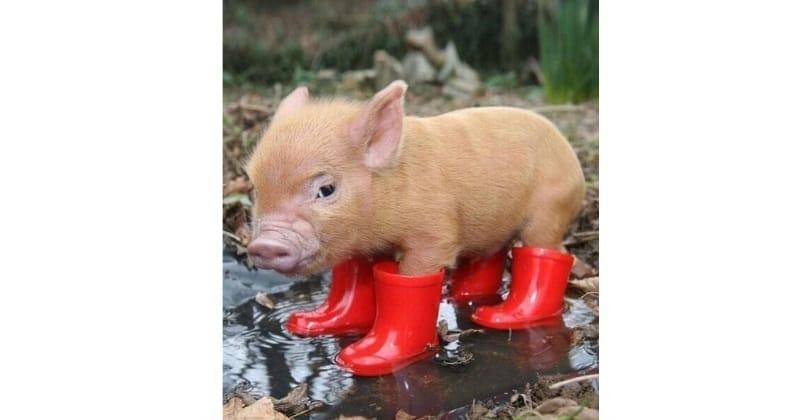 Pinterest.com/margotyoumnas