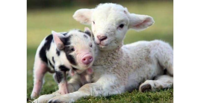 Pinterest.com/melisa joy