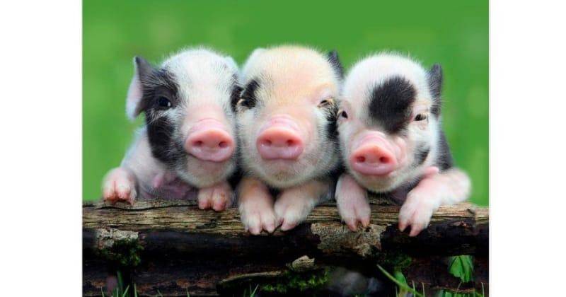 Pinterest.com/zazzle