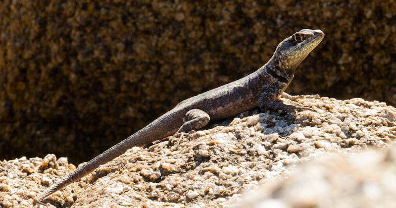 Pexels/thiagobelizario