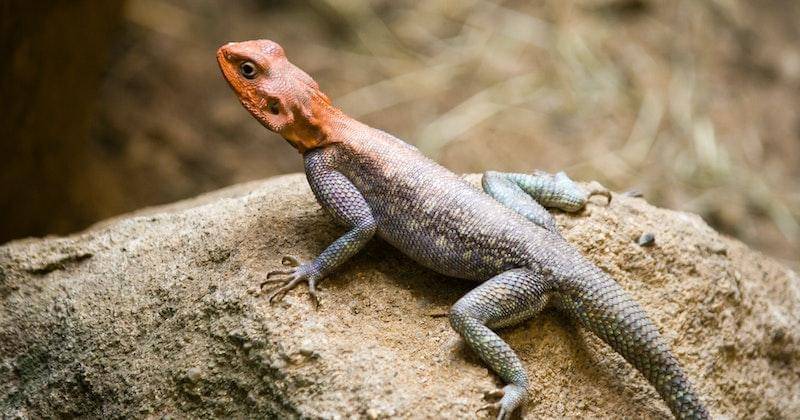 Pexels/zdenekrosenthaler