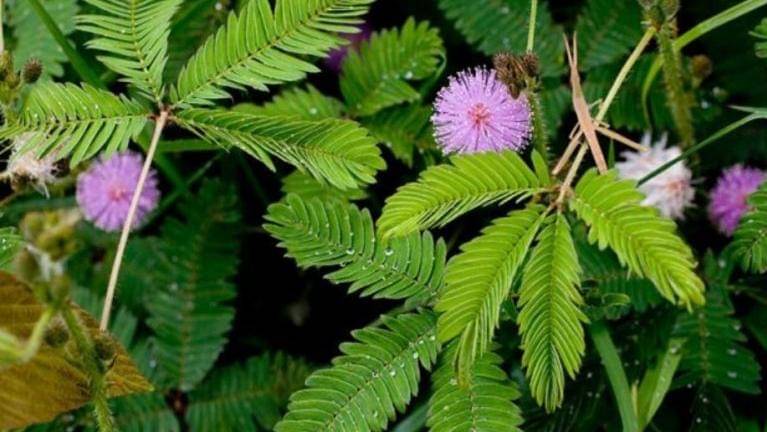 jurnal.gusjigang.net