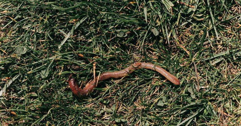 Pexels/Karolina Grabowska