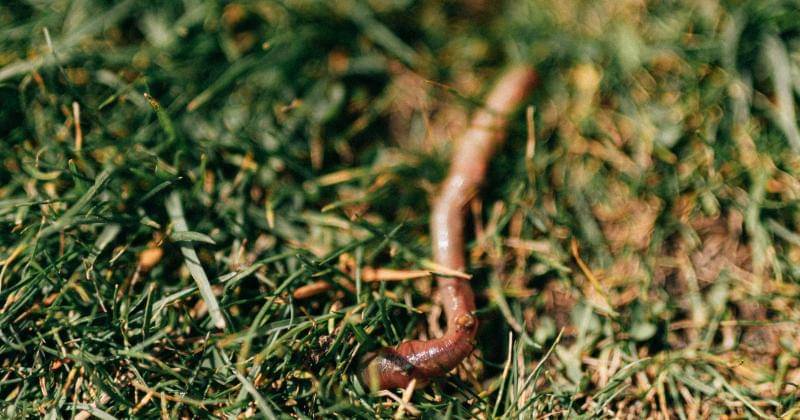 Pexels/Karolina Grabowska