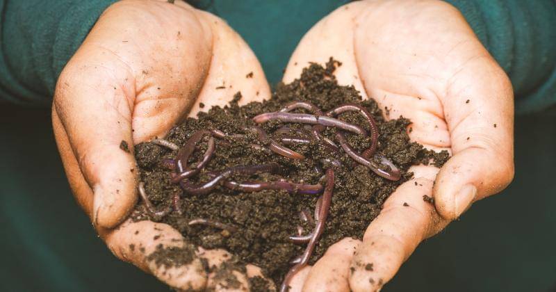 Pexels/Sippakorn Yamkasikorn