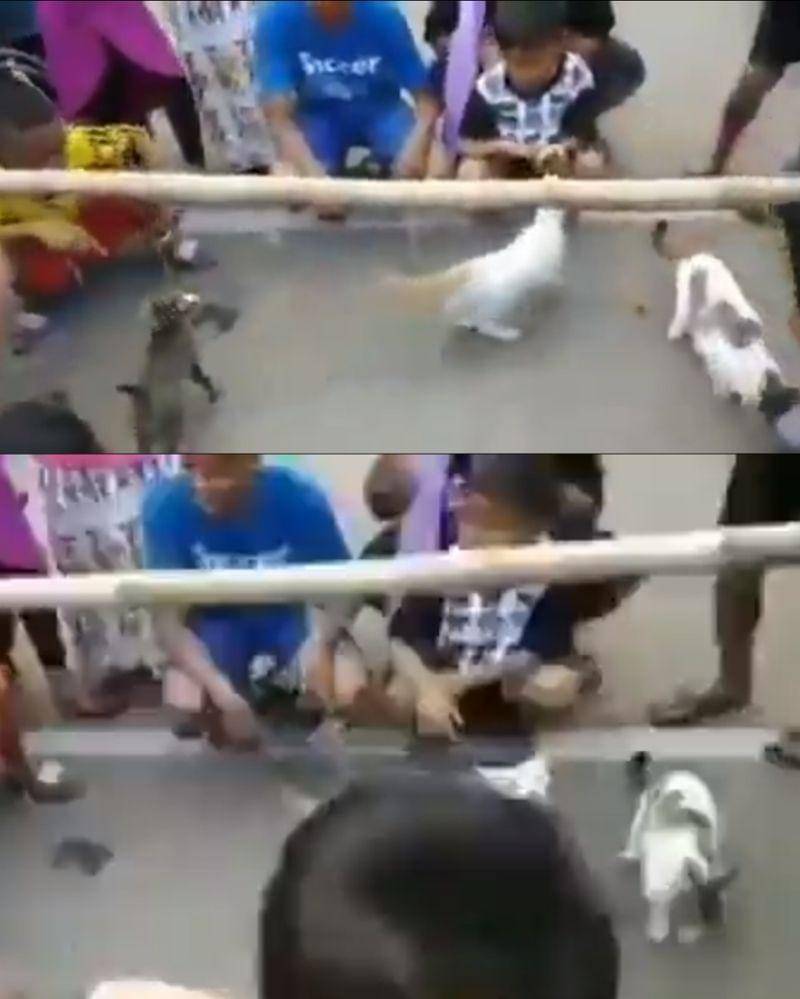 Twitter.com/twitkocheng