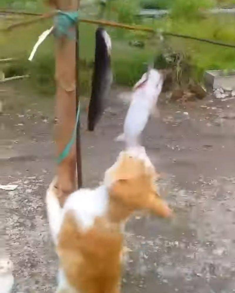 Youtube.com/rizal lintang fhorget