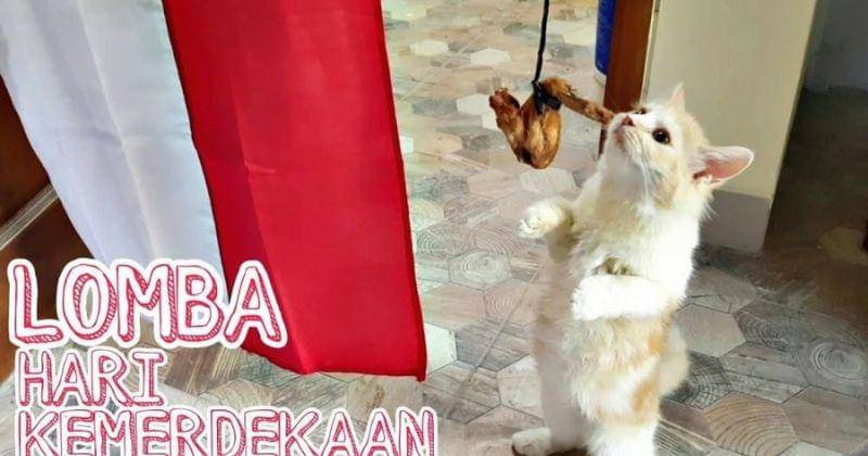 Youtube.com/kucing desa