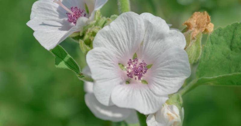 Freepik/Lesichkadesign